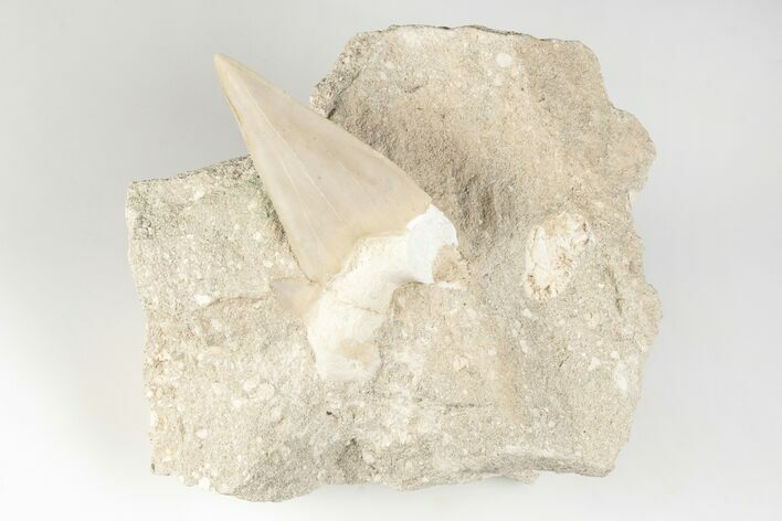 Otodus Shark Tooth Fossil in Rock - Morocco #201139